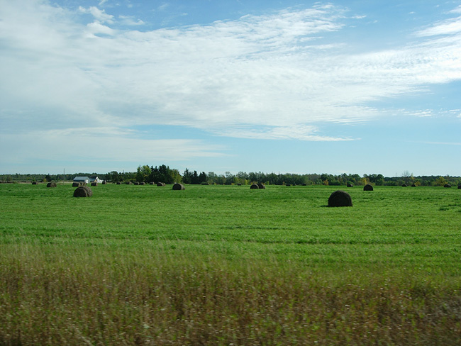 Berty loves those hay bales.