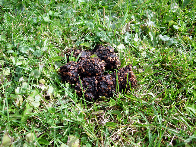 Ladies and gentlemen, bear poop!