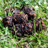 Ladies and gentlemen, bear poop!